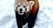 Zoo przekazało zaskakujące wieści. "Zaginęła"