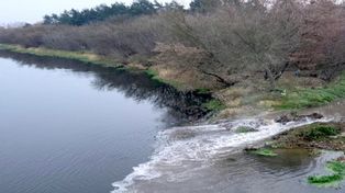 Zanieczyszczenia w Narwi. Sprawę bada WIOŚ