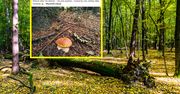 Dwa królestwa na jednym zdjęciu. Grzyb z wyjątkową "obstawą"