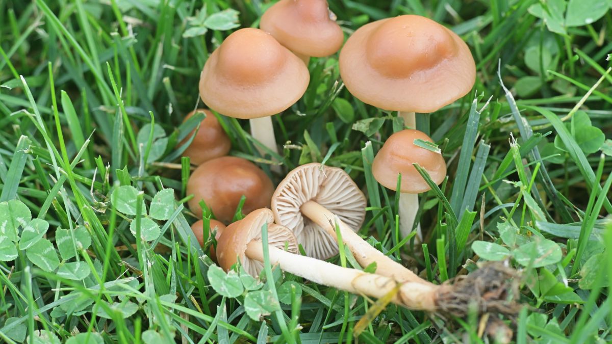 Twardzioszek przydrożny jest często pomijany