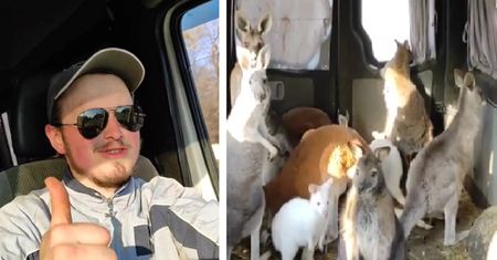 Kangury i tapiry "luzem" w samochodzie. Tak ewakuowali zoo w Ukrainie