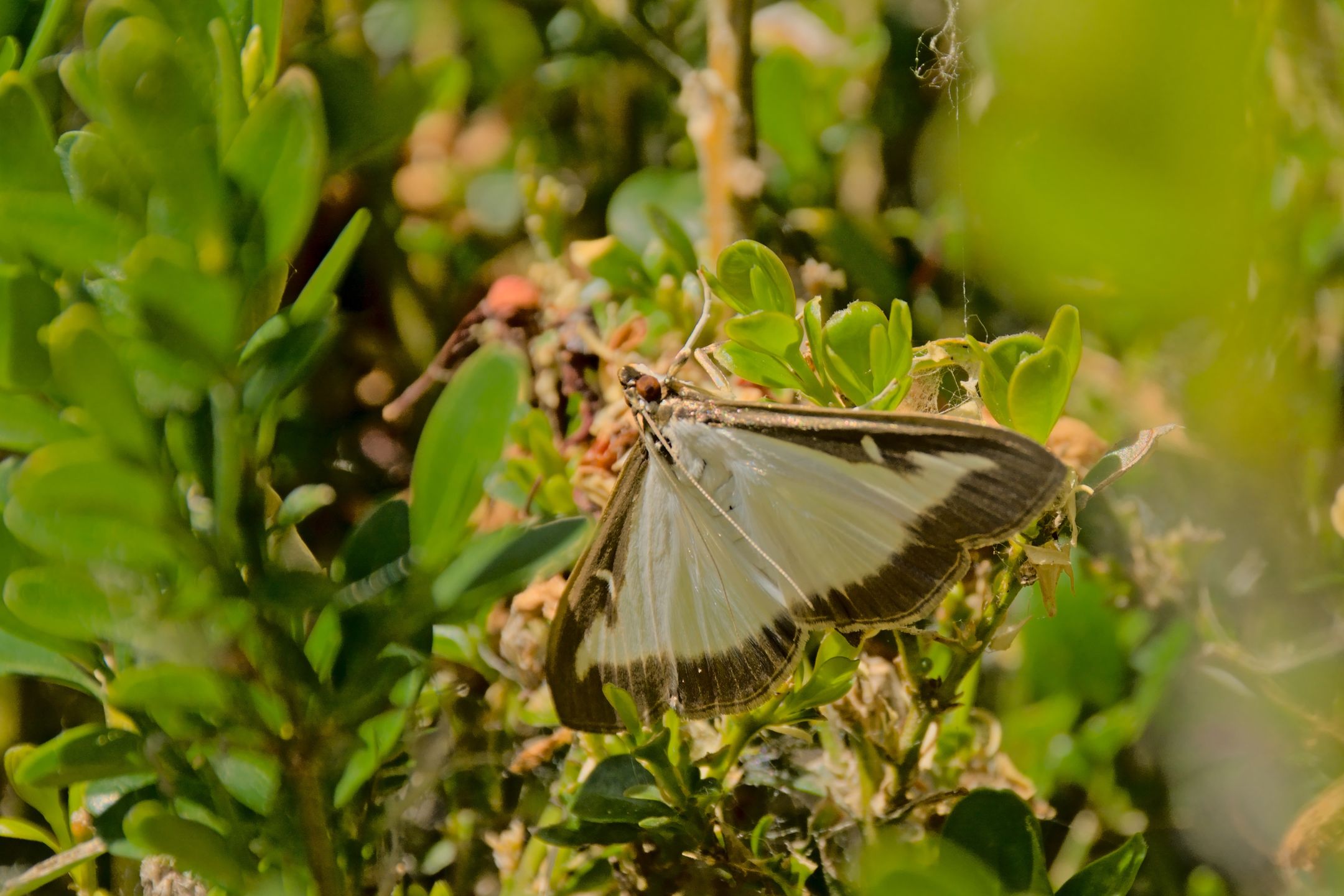 moth, box, tree, buxus, cydalima, wings, wing, white, species, sitting, selective, plant, pest, perspectalis, nature, invasive, insect, green, focus, environment, eating, brown