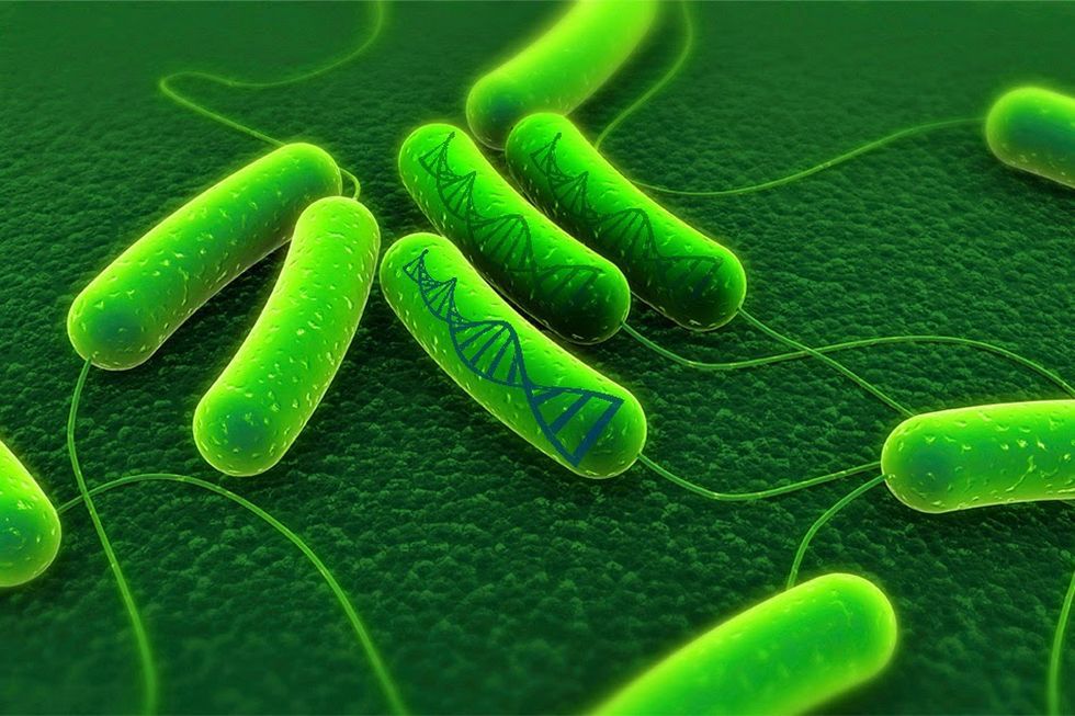 Biologiczny twardy dysk: DNA bakterii jako zapisywalny nośnik danych 2