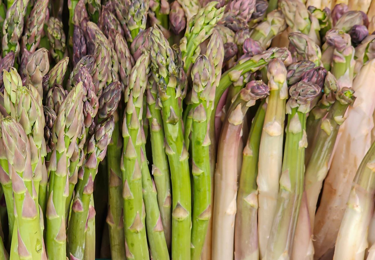 Szparagi i ich właściwości zależne od koloru