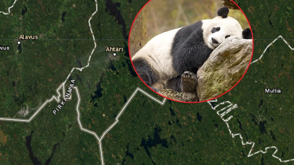 Panda