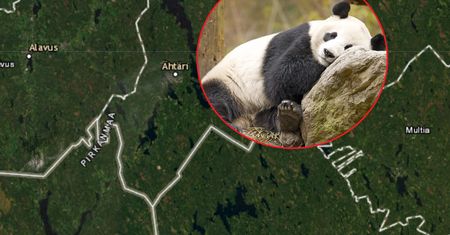 Afera z pandami w Finlandii. "Żenujący problem"