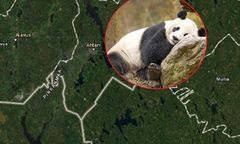 Afera z pandami w Finlandii. "Żenujący problem"