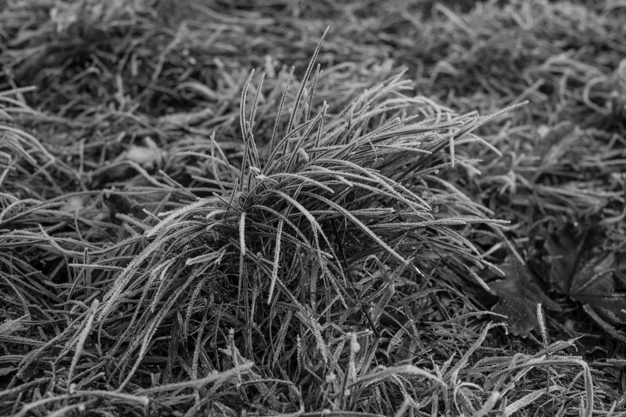 Voigtländer VM 50 mm f/1.1 Nokton - bardzo jasna pięćdziesiątka, która kreuje własną rzeczywistość [test] 40