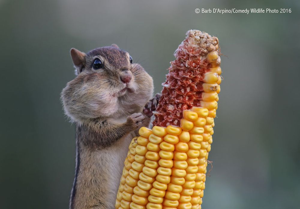 Najzabawniejsze zwierzaki konkursu Comedy Wildlife Photography Awards 2016 8