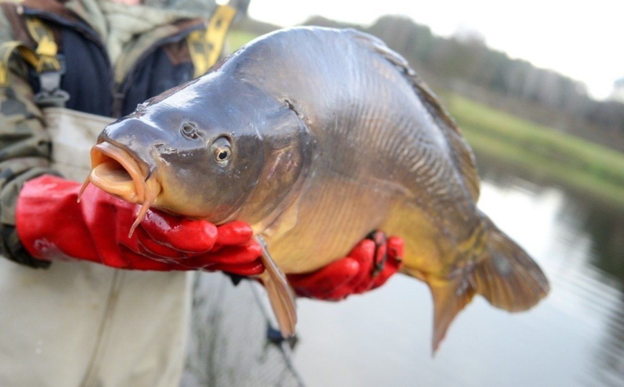 Karpie na finiszu sezonu. Czy będzie ich dość na wigilię?