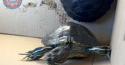 42-latka szukała domu dla swoich żółwi. Pojawiła się policja