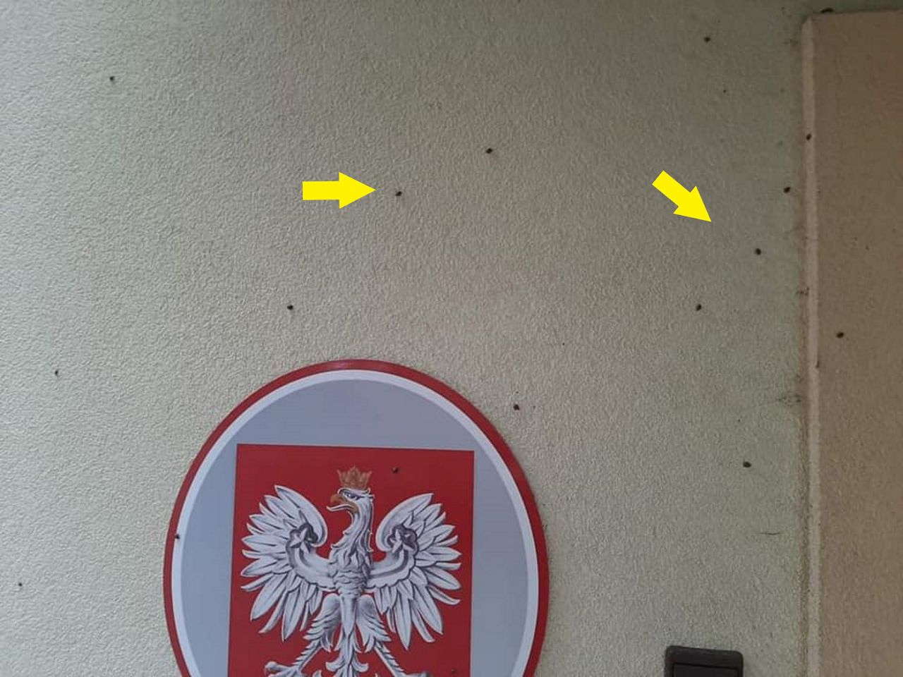 Inwazja biedronek azjatyckich. "Ich ugryzienia wywołują często alergie"