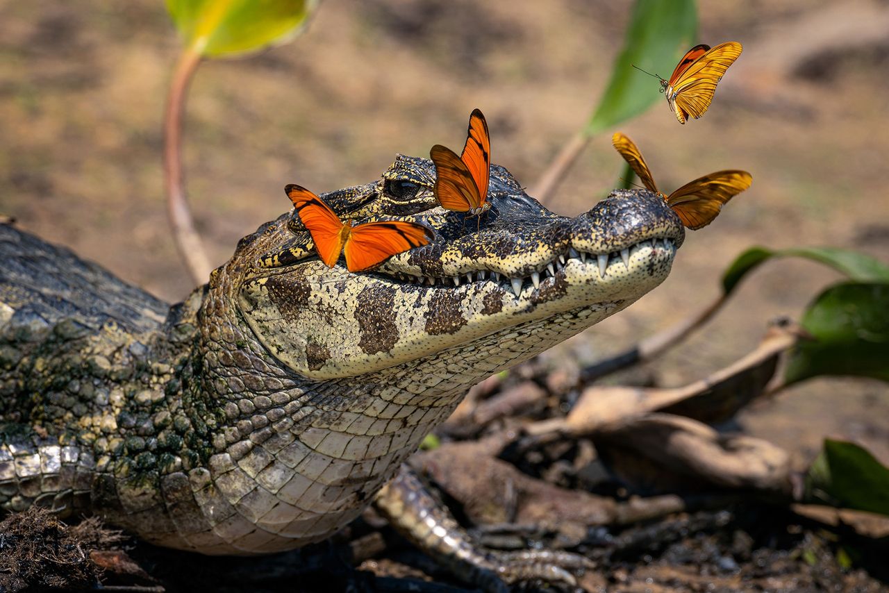 Aligator stał się księżniczką Disneya. Miał koronę z motyli