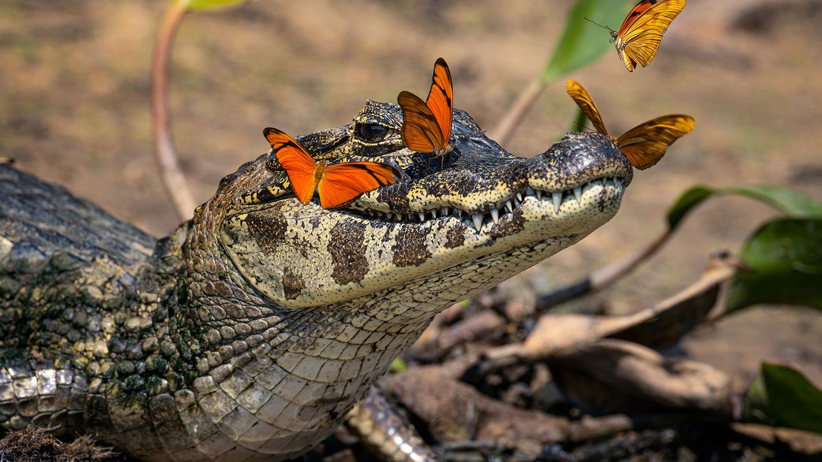 Aligator z motylami na głowie.