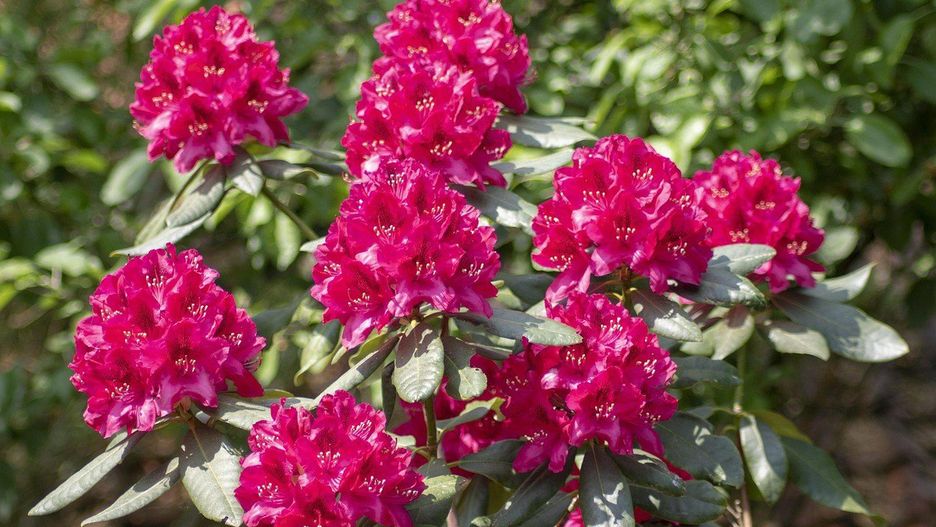 Tak zadbaj o rododendrony w październiku