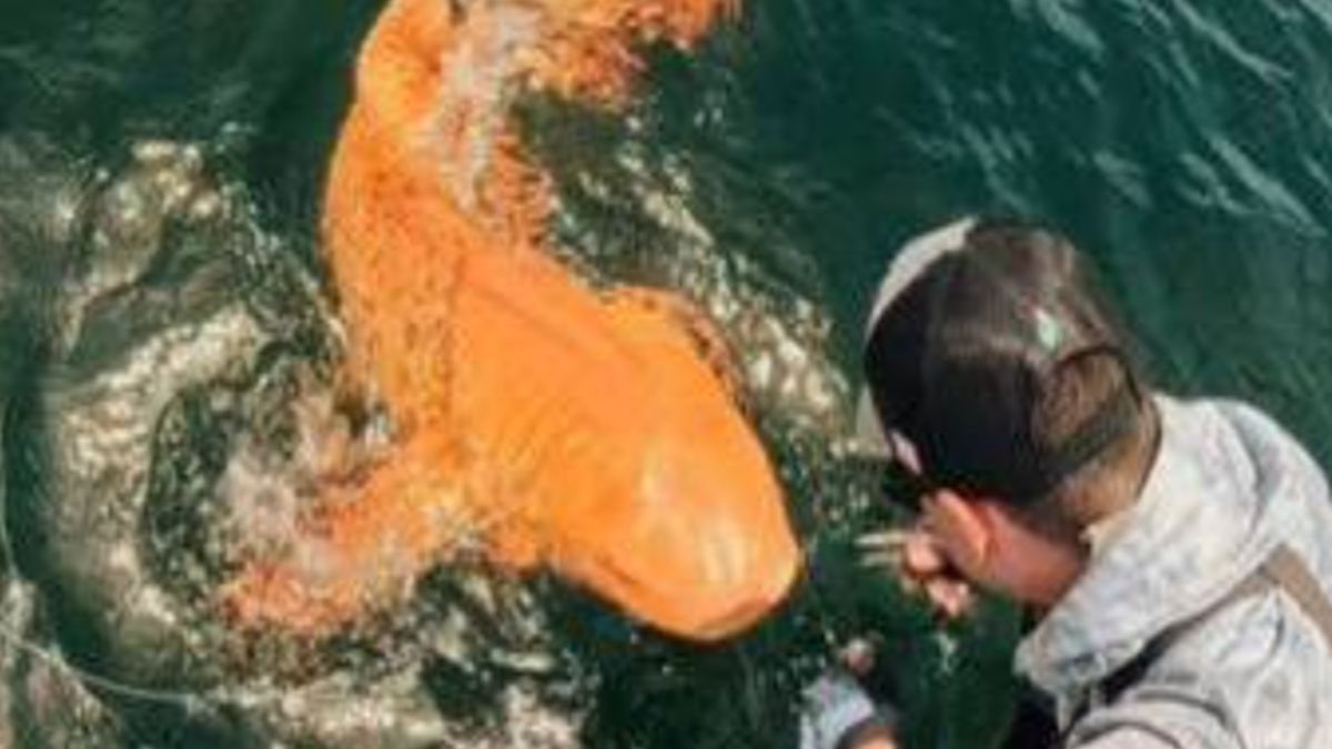 Złoty rekin znaleziony u wybrzeży Kostaryki.