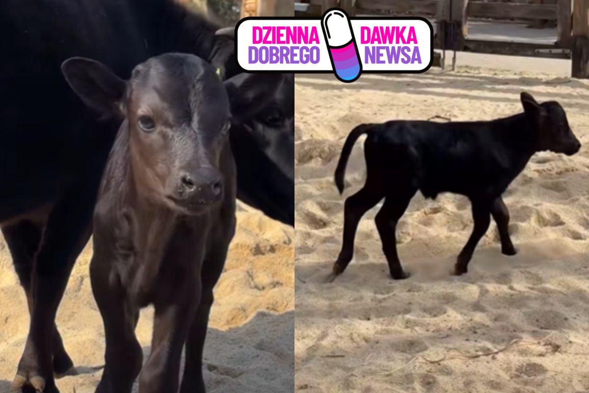 Pedro jest wielkości psa. Zoo z Wrocławia chwali się nowym mieszkańcem