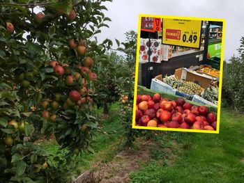Jabłka za 49 groszy. Sadownicy w szoku. "Kaufland mnie dziś zamurował!"