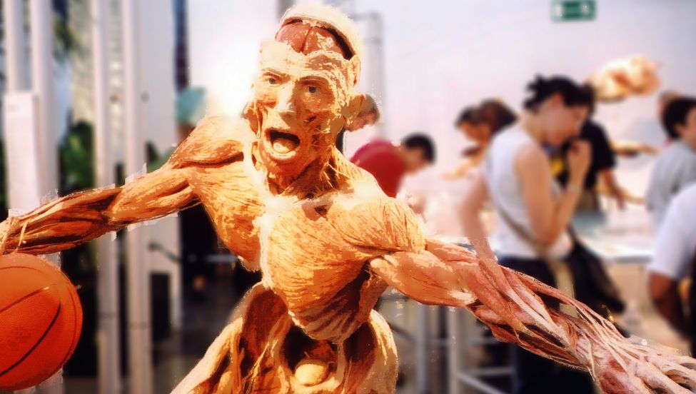 Eksponat na jednej z wystaw "Body Worlds"