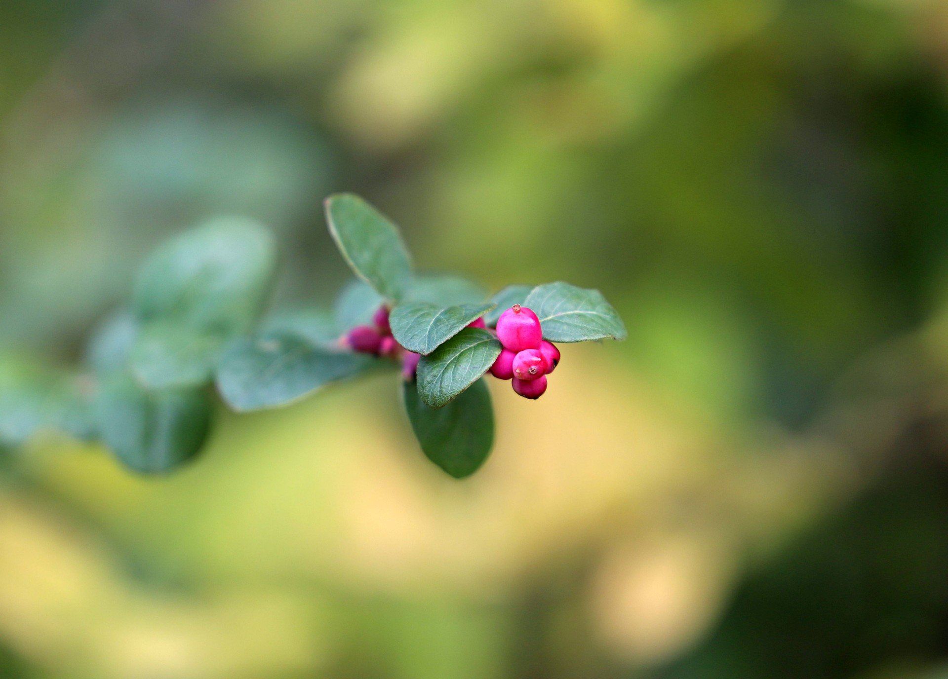 Jesień w ogrodzie botanicznym to nie tylko uczta dla oczu, ale i chwila wytchnienia, szczególnie w weekend. Feeria kolorów przyciągała zarówno miłośników fotografii, jak i tych, którzy po prostu chcieli nacieszyć się jeszcze wielobarwną naturą.