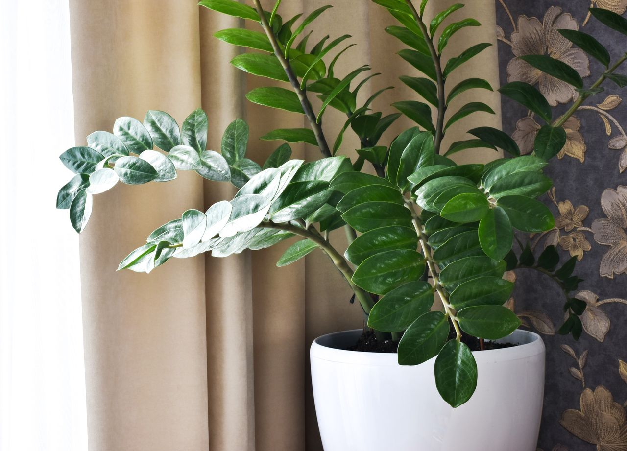 What should you water a Zamioculcas with so it produces new leaves?