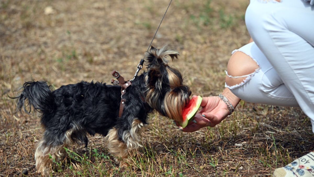 Gdyby nie Bella Boo, jej opiekunka nigdy nie zorientowałaby się, że choruje na raka piersi 