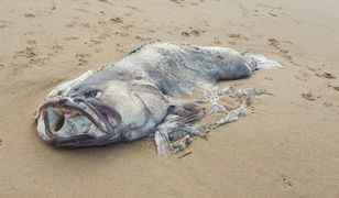 Ryba jak z horroru. Znaleziono ją na plaży