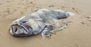Ryba jak z horroru. Znaleziono ją na plaży