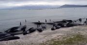 300 martwych wielorybów na plaży w Nowej Zelandii