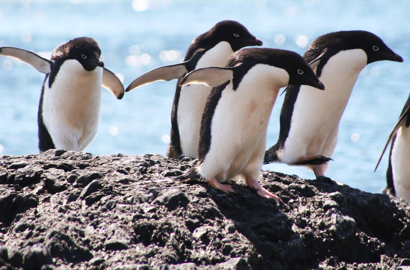 Tragedia na Antarktydzie. Nie żyje 150 tysięcy pingwinów