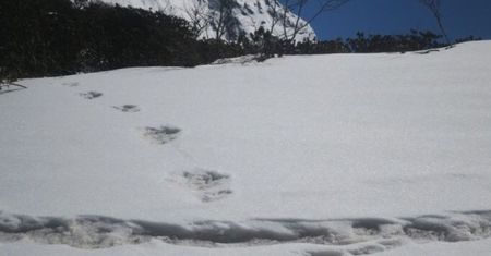 Pokazali dowód na istnienie yeti. Ludzie wyśmiali armię Indii