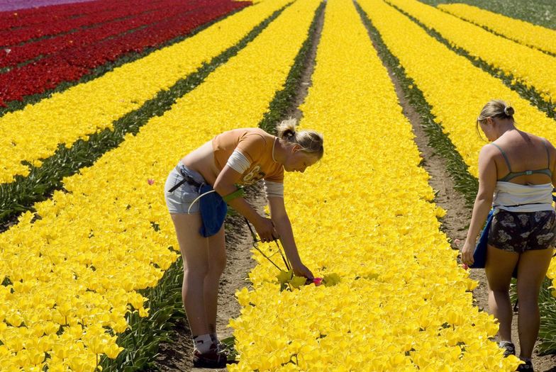 Polki pracujące przy uprawie tulipanów w Zeewolde