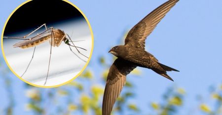 To pogromcy komarów! Zwabisz je do budki lęgowej, jeśli będziesz pamiętał o tym w kwietniu