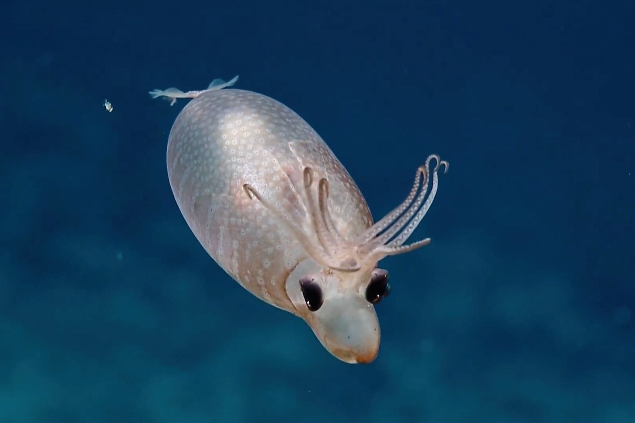 Banded piglet squid (Helicocranchia pfefferi)