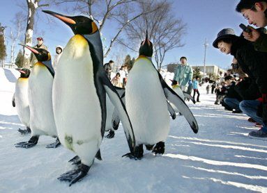 Badania nad chodem pingwinów mogą pomóc ludziom