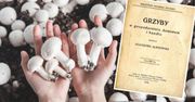 Jak uprawiać pieczarki w ogrodzie? Metoda z 1916 roku daje plony przez pół roku