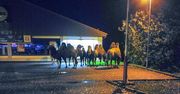 Niemcy. Siedem wielbłądów odwiedziło Lidla
