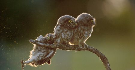 Oto zwycięzcy Comedy Wildlife 2017. Najzabawniejsze zdjęcia zwierząt