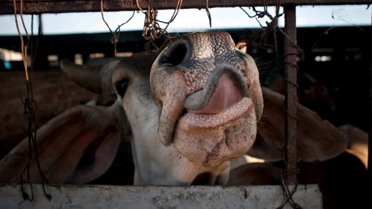 Chiny importują rekordową ilość wołowiny.