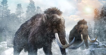 Warszawa: Mamut zatrzymał pracę nad drugą linią metra