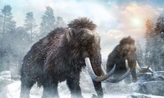 Warszawa: Mamut zatrzymał pracę nad drugą linią metra