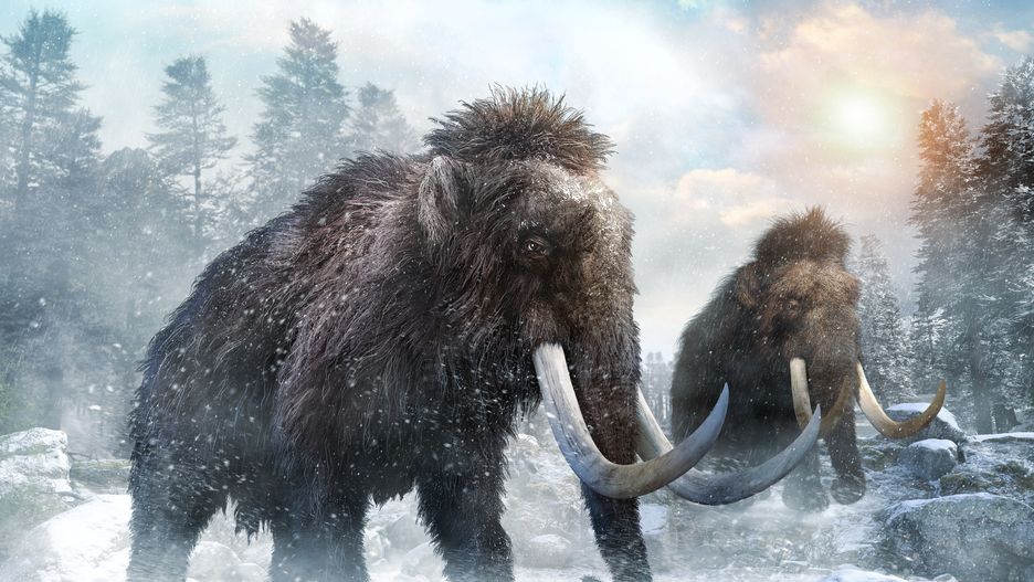 Warszawa - mamut zatrzymał prace budowlane na terenie Woli.