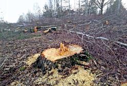 Wyciął las pod Łebą. Musi go na nowo zasadzić