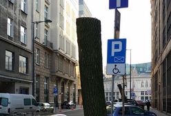 Kikuty zamiast drzew. Tak wygląda zieleń w centrum miasta