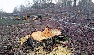 Wycieli chroniony las w Łebie. Dwie osoby z zarzutami