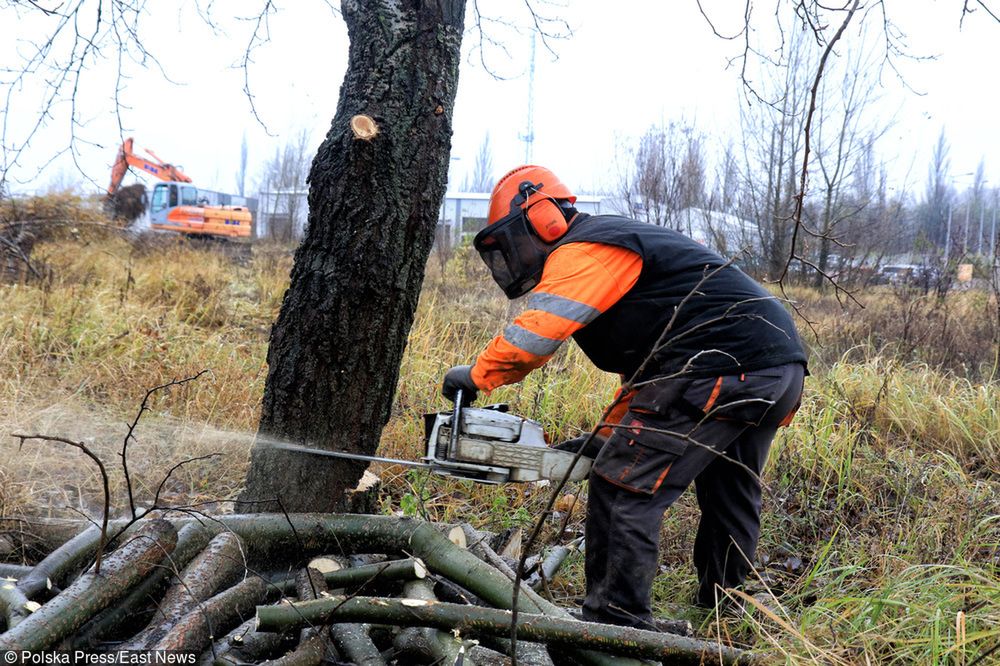 Koniec lex Szyszko. Ostatni weekend masowej wycinki drzew