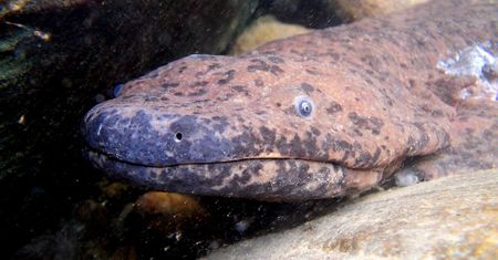 Naukowcy odkryli nowy gatunek salamandry. To największy płaz na świecie