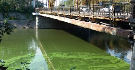 Zielona Odra we Wrocławiu. "Jak farba olejna"