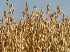 Spędzałeś wakacje na wsi? Potrafisz rozpoznać zboża?