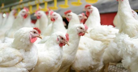 Ostrzeżenie GIS dotyczące ptasiej grypy. Miałeś kontakt z ptactwem? Zachowaj higienę